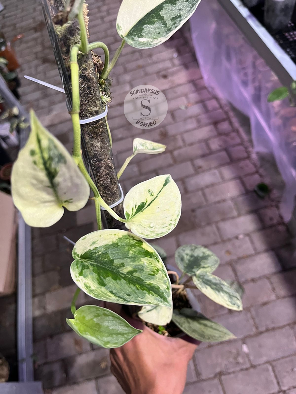 Scindapsus Sparkling Kunzo - Best Selected - Scindapsus Borneo