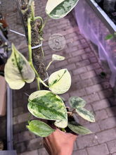 Scindapsus Sparkling Kunzo - Best Selected - Scindapsus Borneo