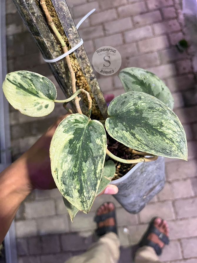 Scindapsus Sparkling Kunzo - Best Selected - Scindapsus Borneo