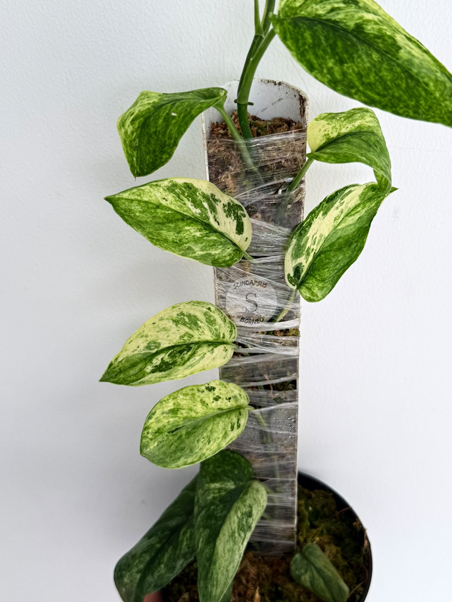 Scindapsus Spearmint mutation - Best Selected
