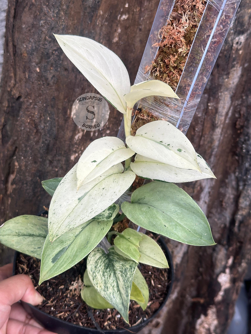 Scindapsus Super Star - Best Selected