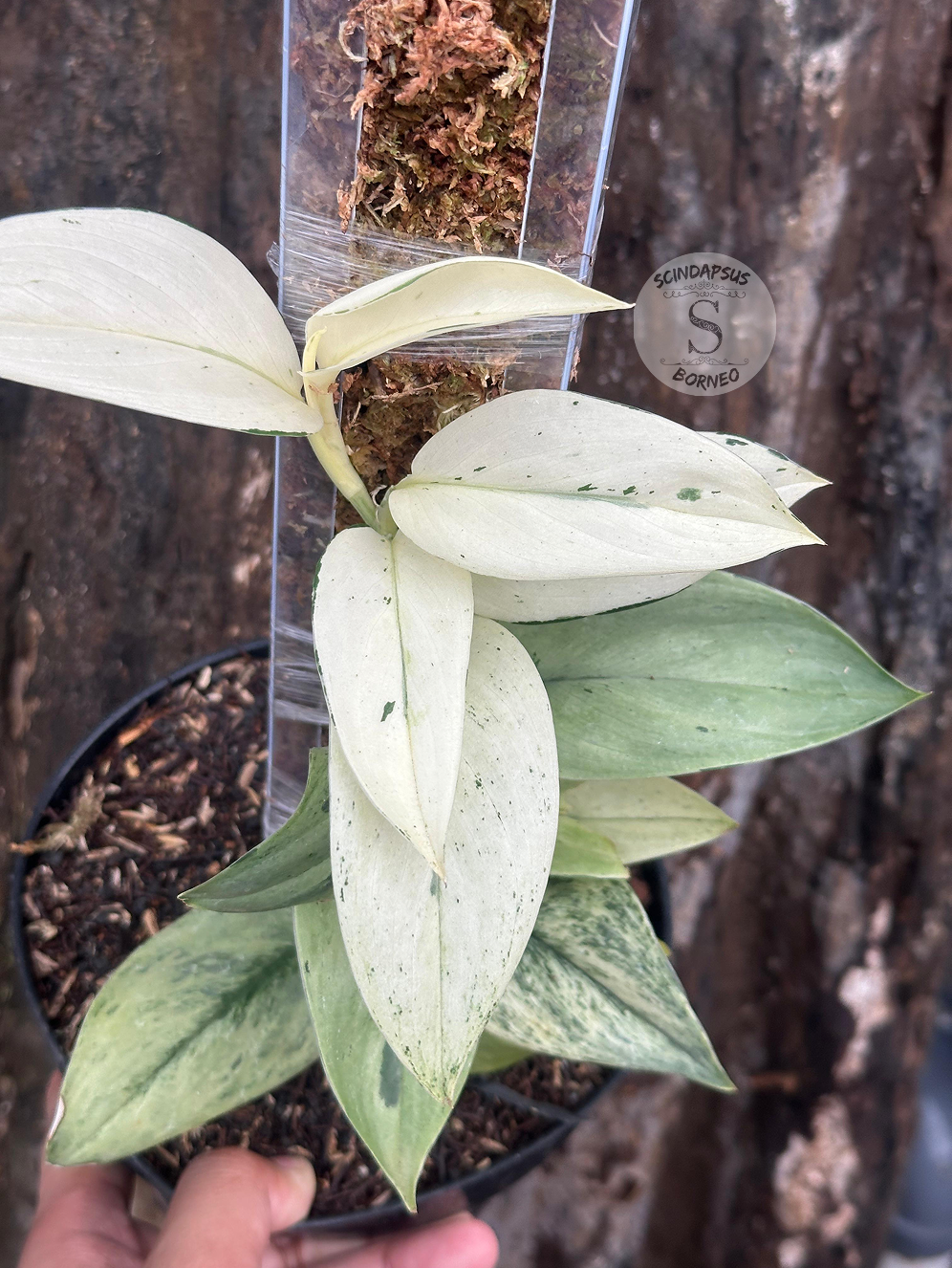 Scindapsus Super Star - Best Selected
