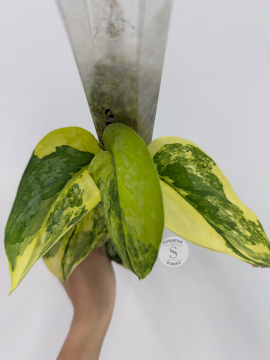 Scindapsus Swarnabhumi - Best Selected