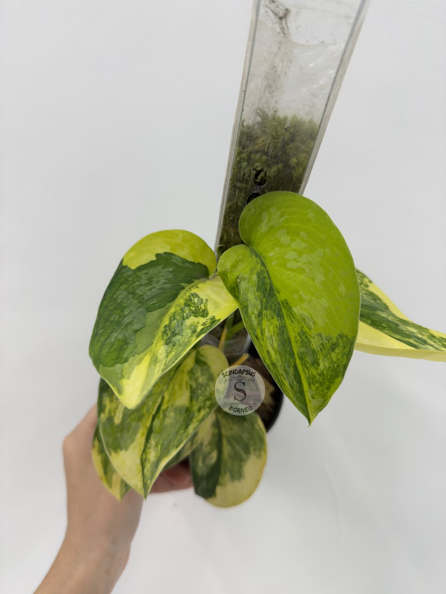 Scindapsus Swarnabhumi - Best Selected