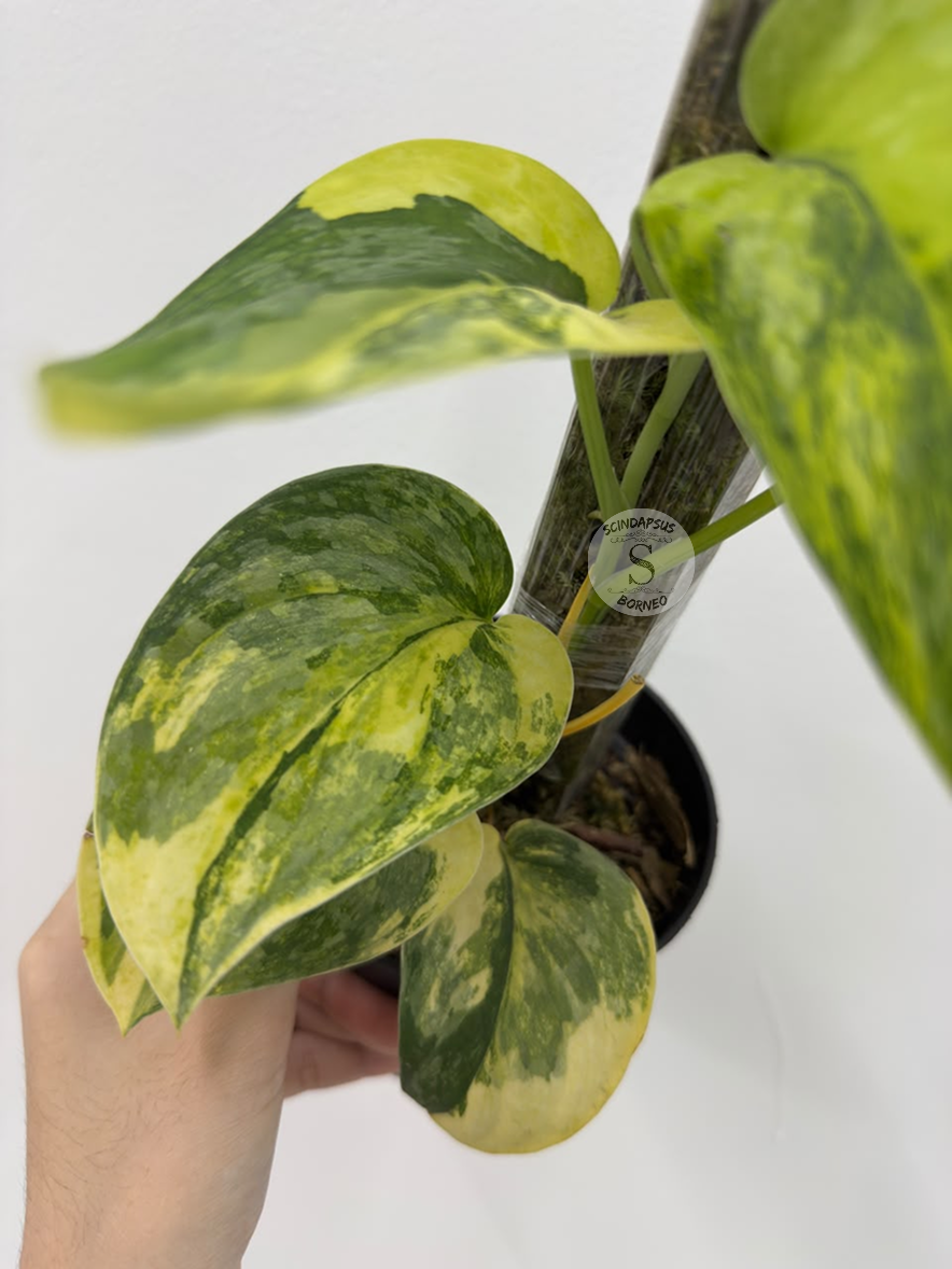 Scindapsus Swarnabhumi - Best Selected