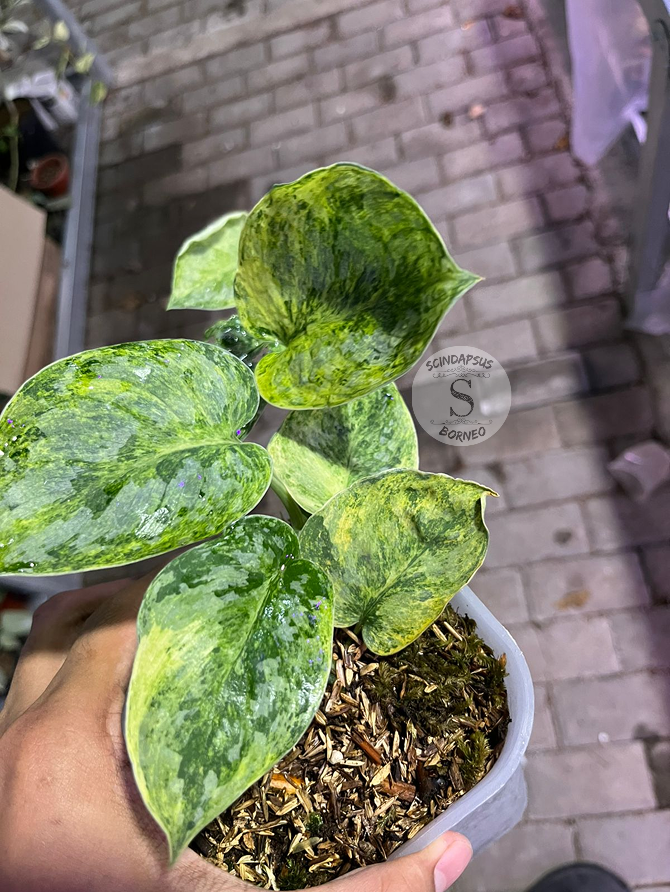 Scindapsus Tembaga Yellow Lava - Best Selected - Scindapsus Borneo
