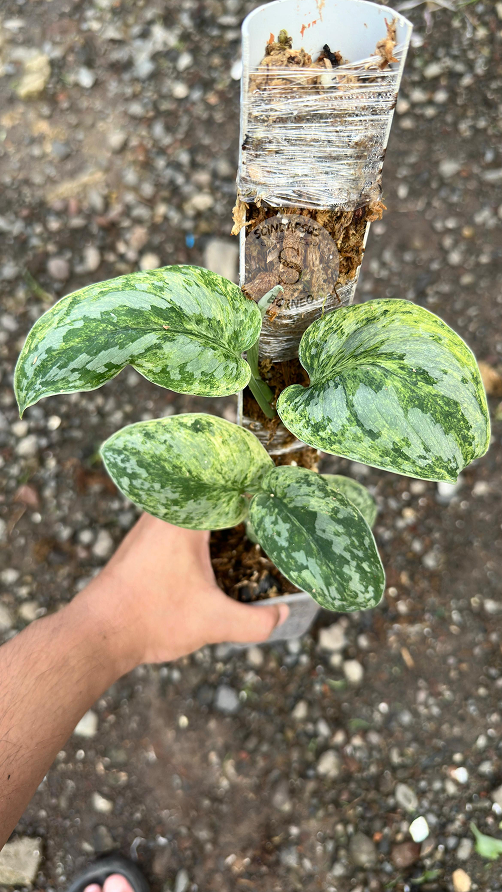 Scindapsus Tembaga - Best Selected