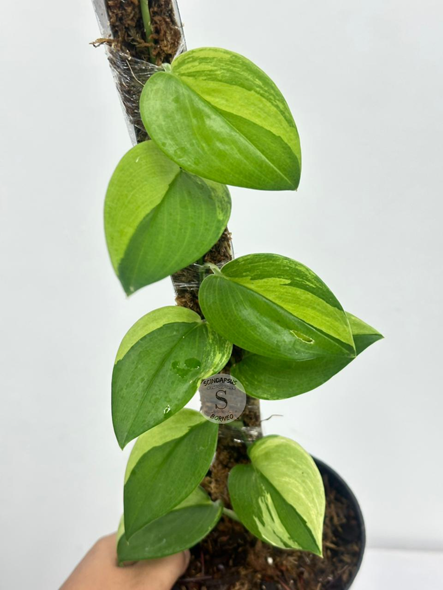 Scindapsus Treubi Gog Lemon - Best Selected