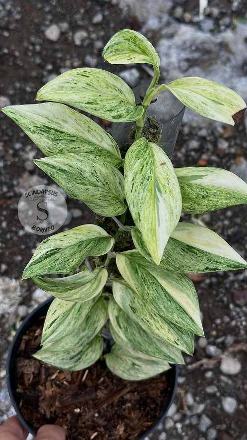 Scindapsus Treubi Marble Multicolor - Best Selected