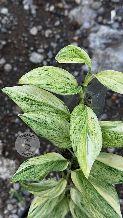Scindapsus Treubi Marble Multicolor - Best Selected
