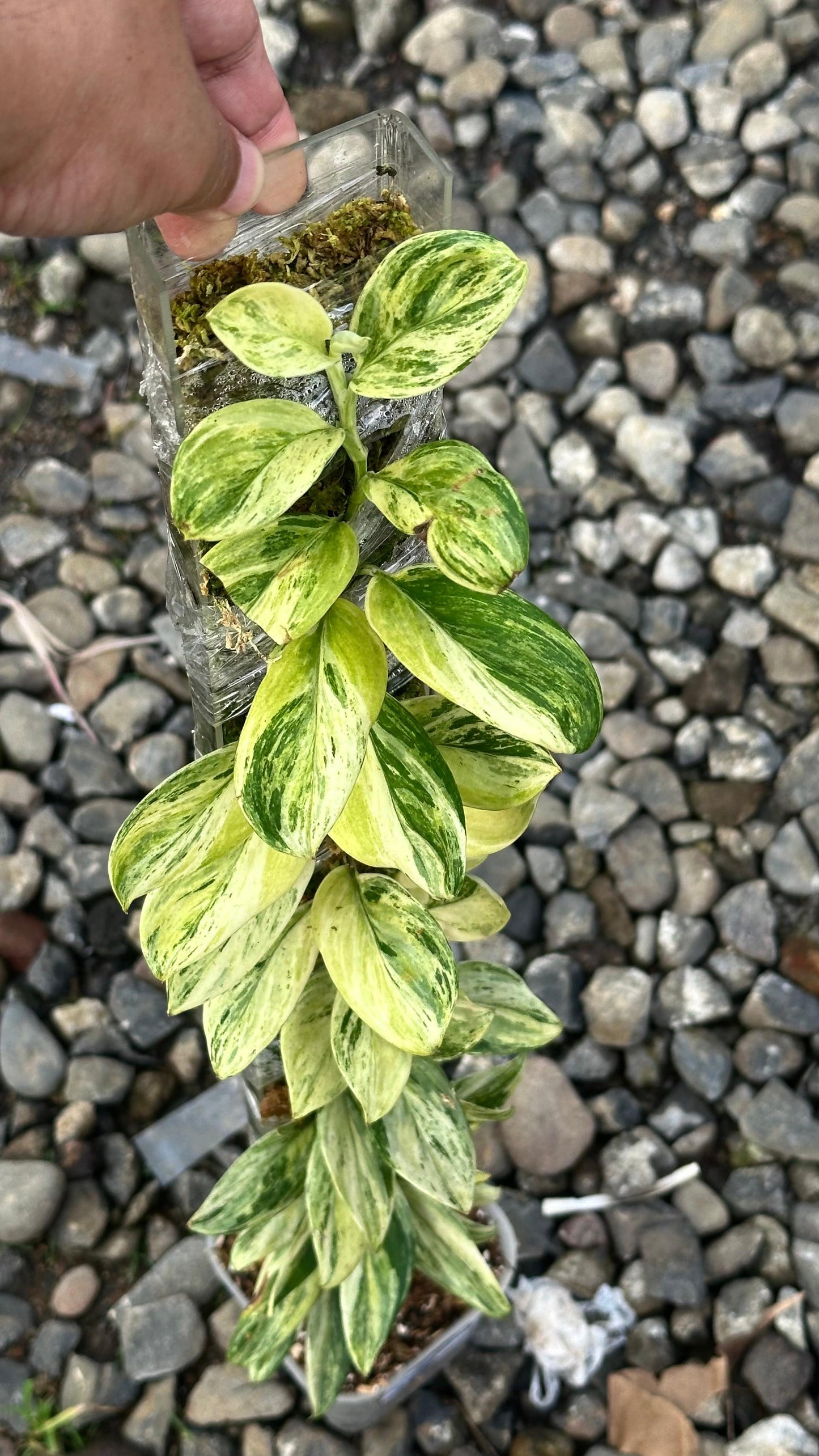 Scindapsus Treubi Multicolor - Best Selected