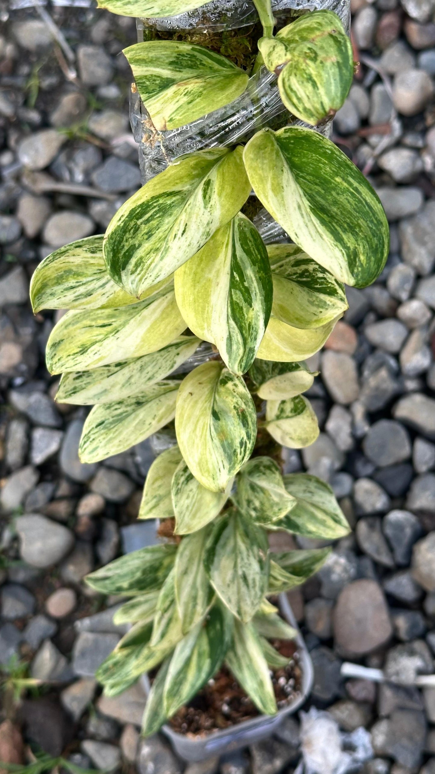 Scindapsus Treubi Multicolor - Best Selected