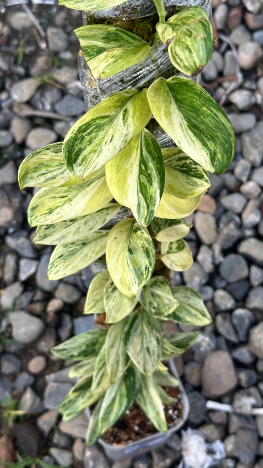 Scindapsus Treubi Multicolor - Best Selected