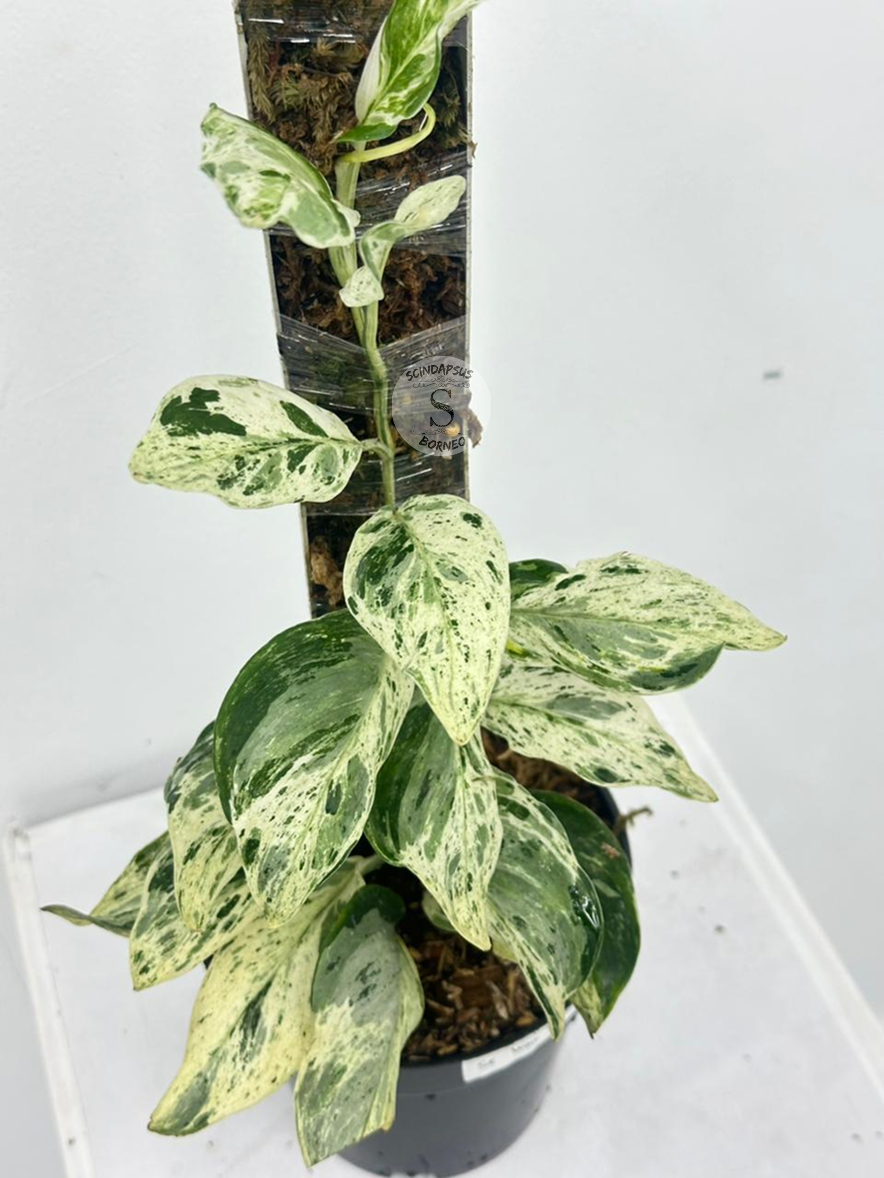 Scindapsus Treubi Super Marble White - Best Selected