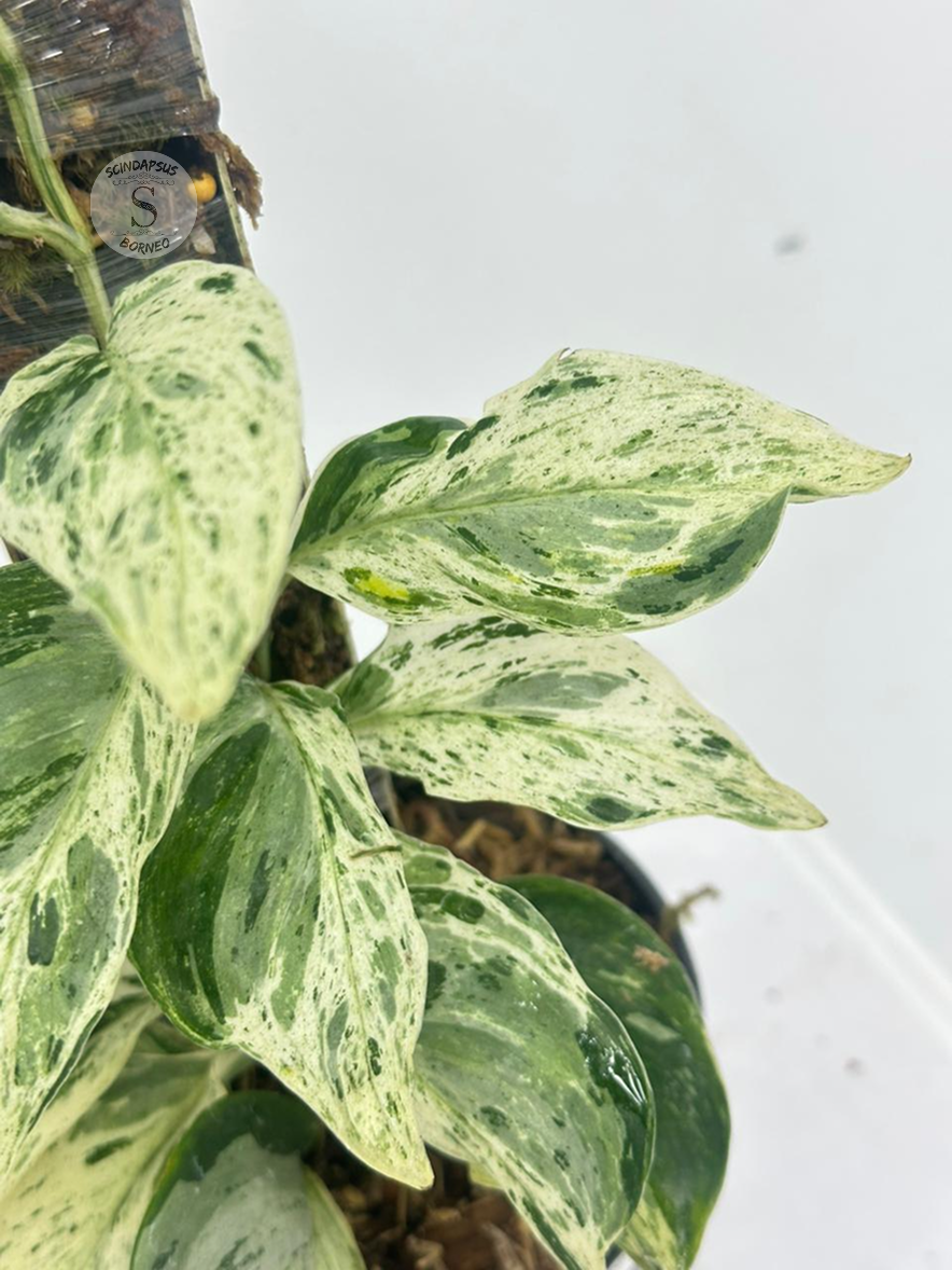 Scindapsus Treubi Super Marble White - Best Selected