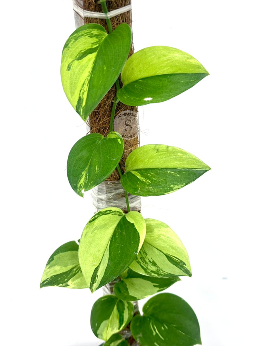 Scindapsus Treubi White Mint Round - Best Selected