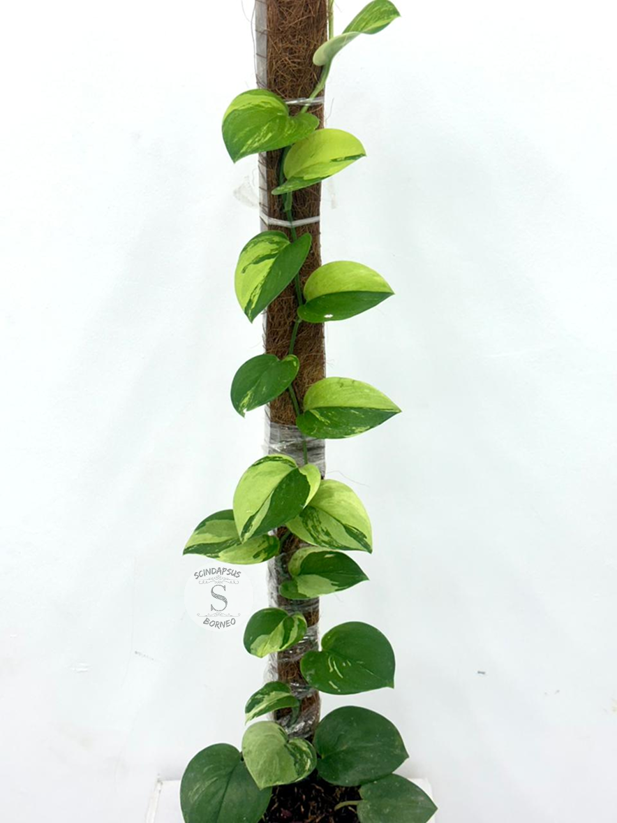 Scindapsus Treubi White Mint Round - Best Selected
