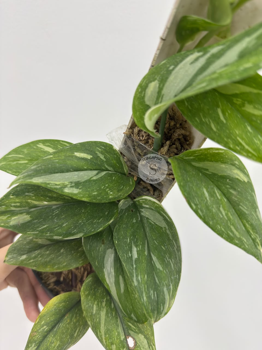 Scindapsus Treubi galaxi - Best Selected