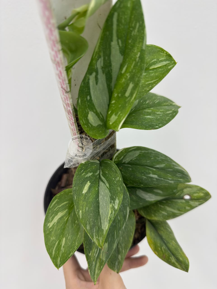 Scindapsus Treubi galaxi - Best Selected