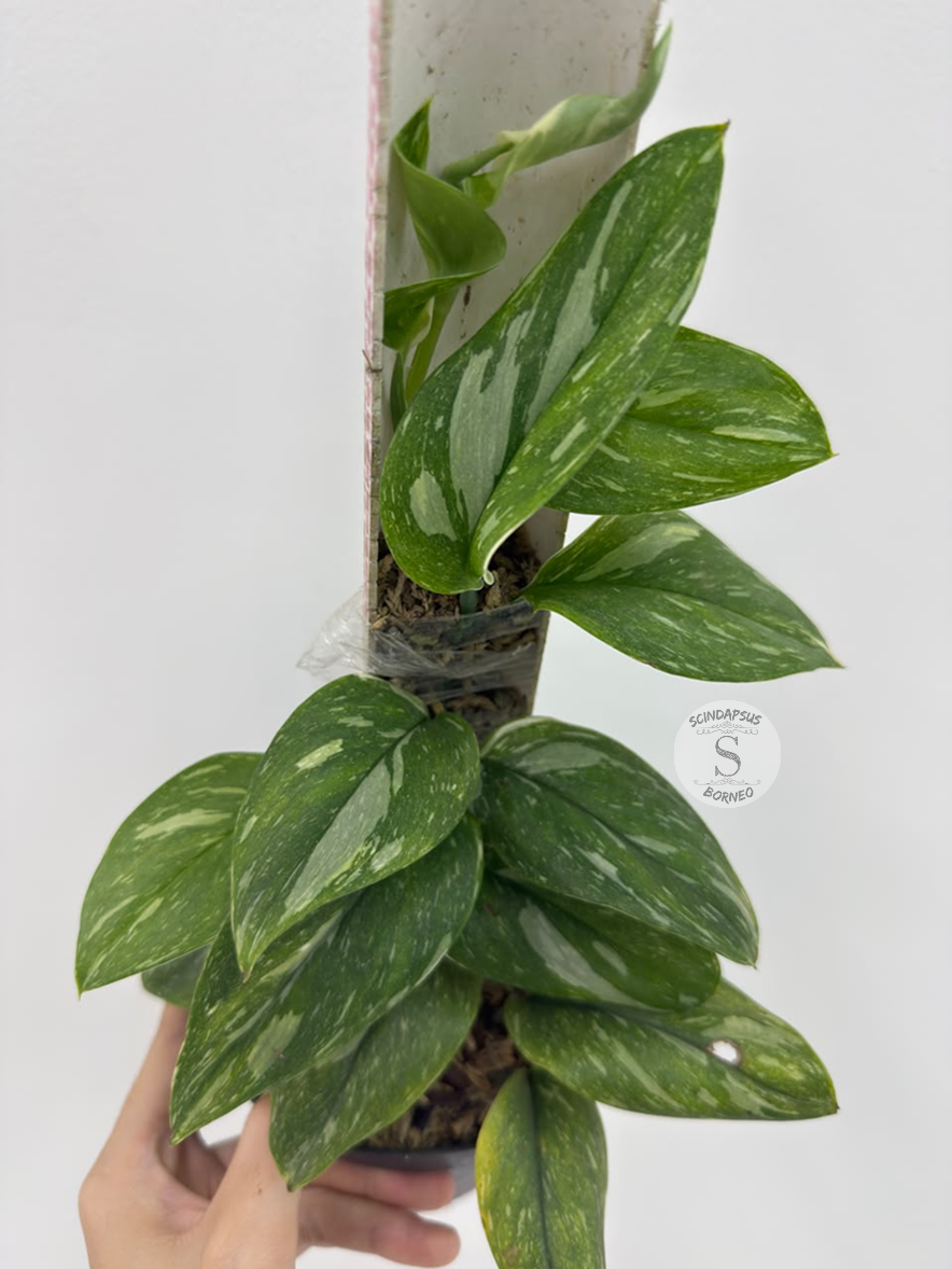 Scindapsus Treubi galaxi - Best Selected