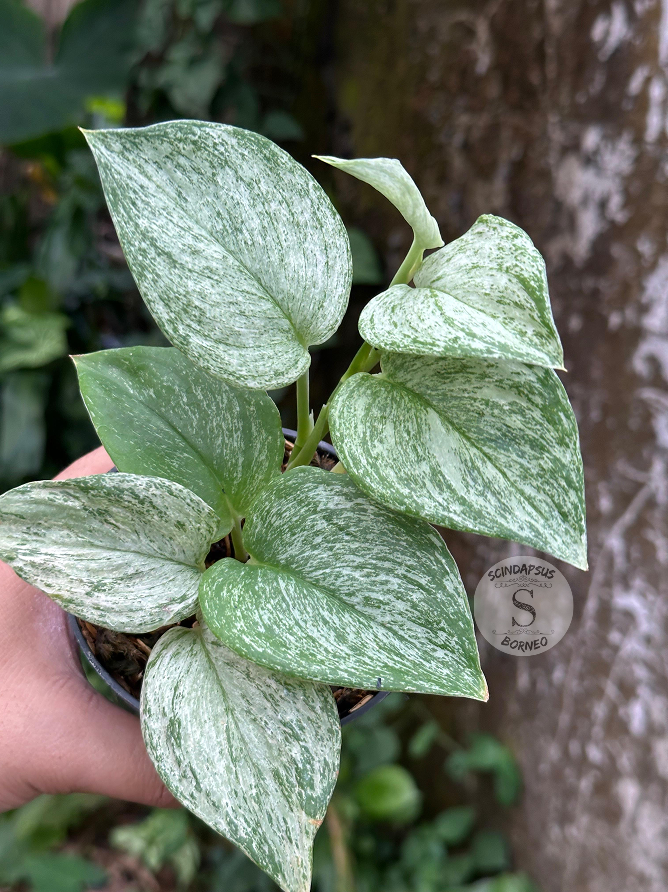 Scindapsus Treubii Star - Scindapsus Borneo