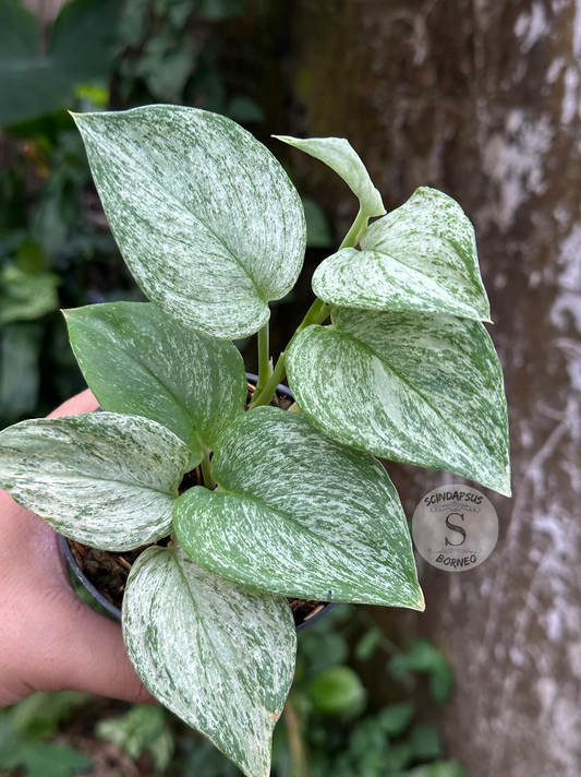 Scindapsus Treubii Star