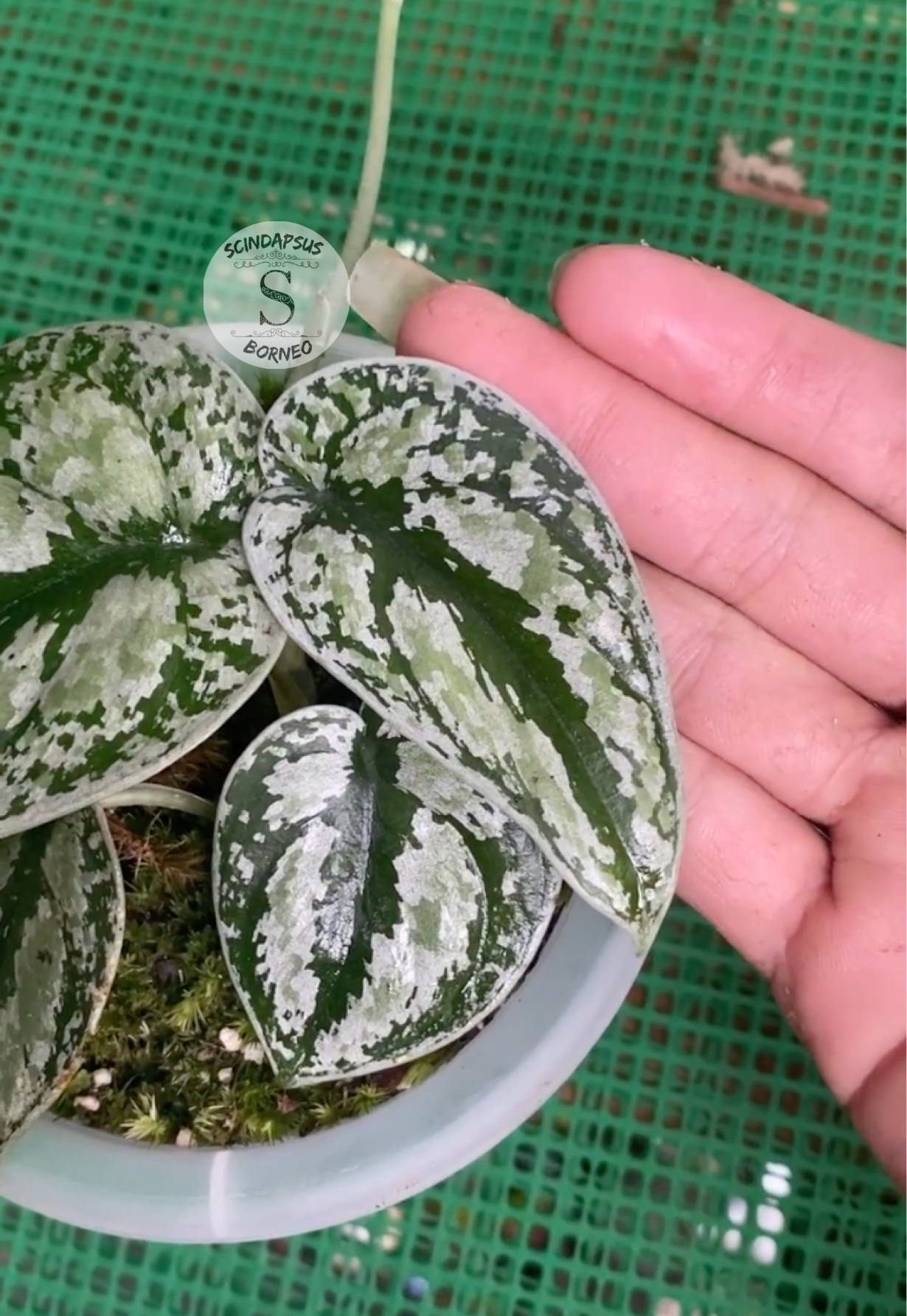 Scindapsus Tricollor Silver Platinum - Scindapsus Borneo