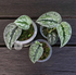 Scindapsus Tricollor Silver Platinum - Scindapsus Borneo