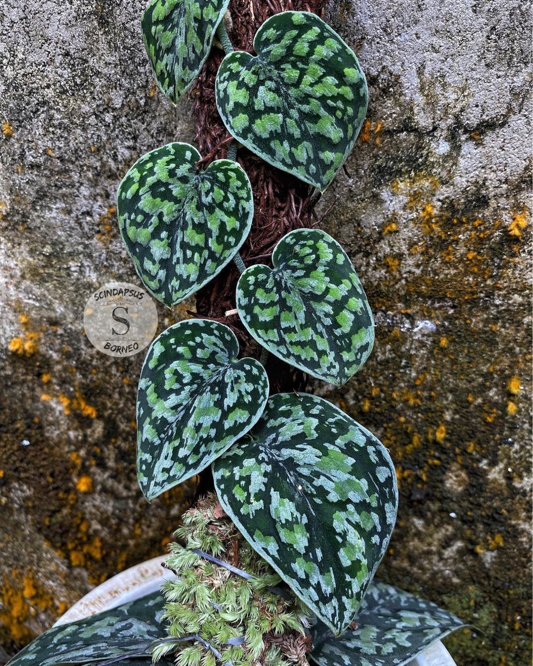 Scindapsus Tricolor – Scindapsus Borneo