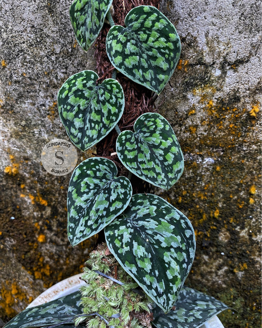 Scindapsus Tricollor Stabillo