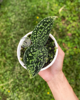 Scindapsus Tricollor Stabillo - Scindapsus Borneo