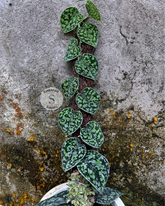 Scindapsus Tricollor Stabillo - Scindapsus Borneo