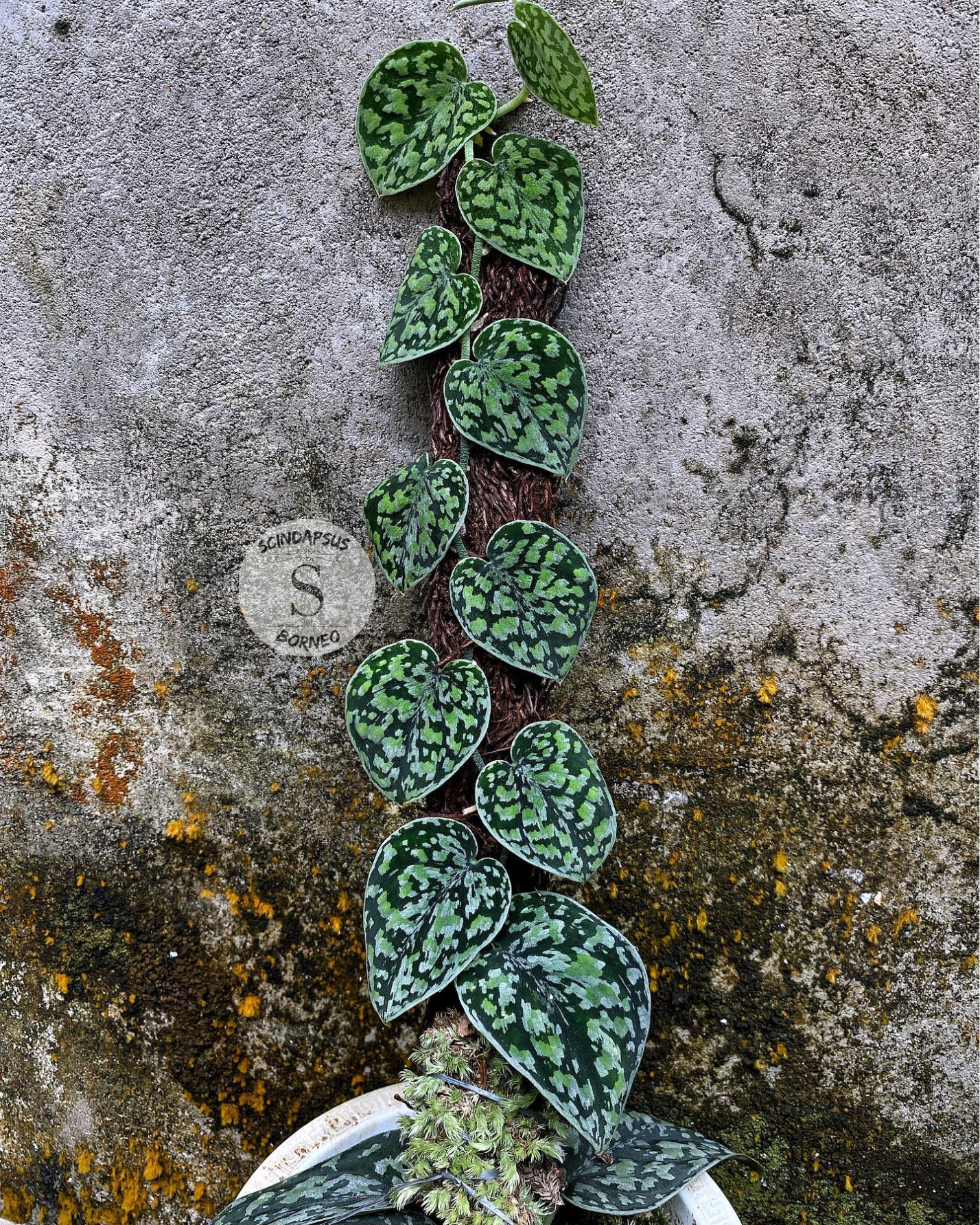 Scindapsus Tricollor Stabillo - Scindapsus Borneo