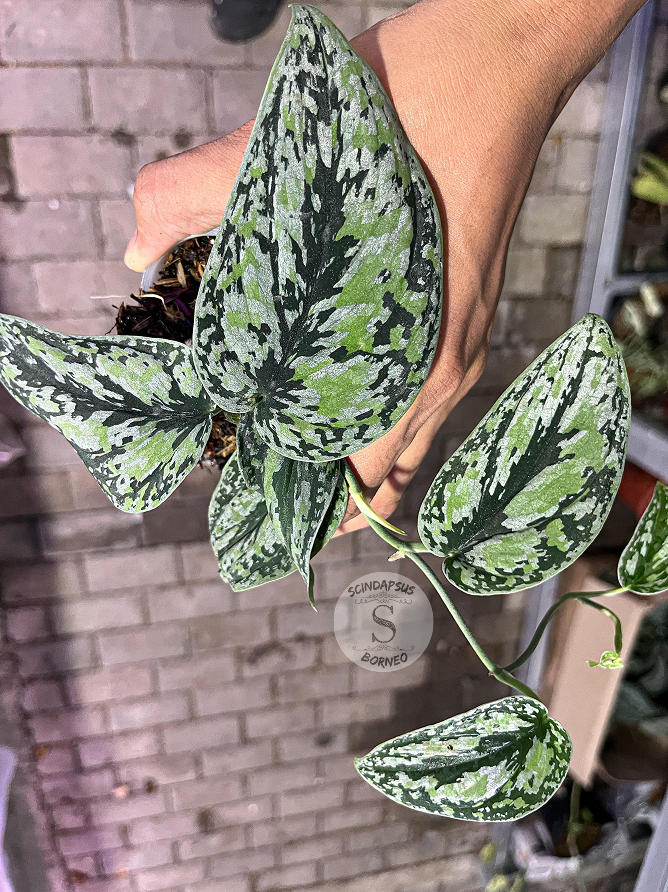 Scindapsus Tricolor 1 - Best Selected - Scindapsus Borneo