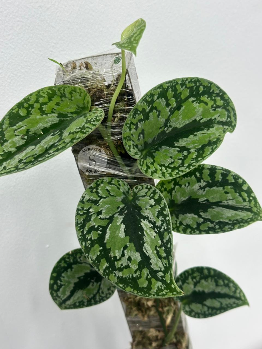 Scindapsus Tricolor Dark Form - Best Selected