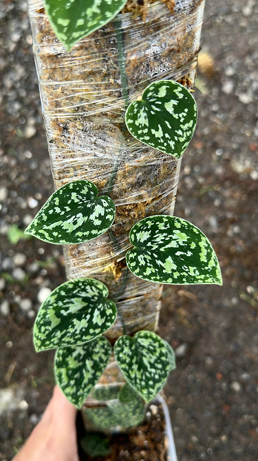 Scindapsus Tricolor Dark Form Choice 2 - Best Selected