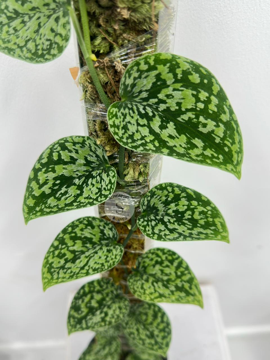 Scindapsus Tricolor Dark Form choice 2 - Best Selected