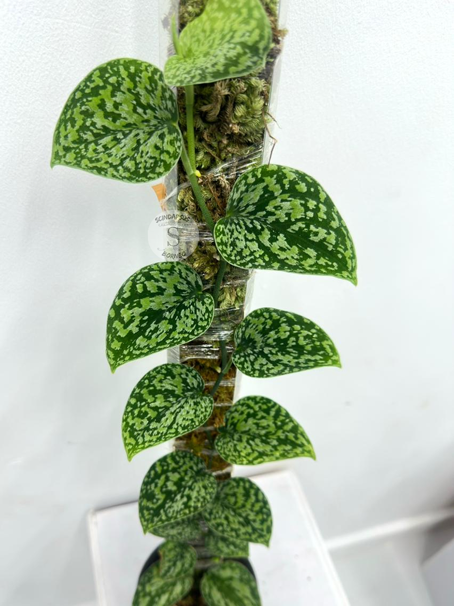 Scindapsus Tricolor Dark Form choice 2 - Best Selected