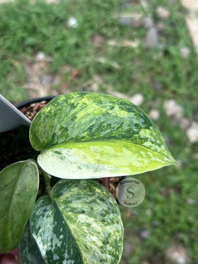 Scindapsus Trinity - Best Selected