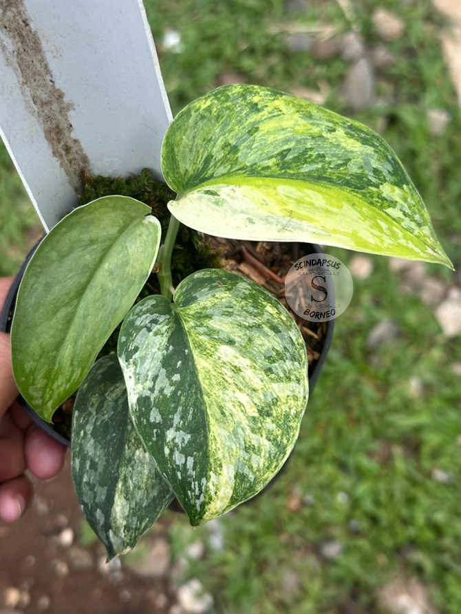 Scindapsus Trinity - Best Selected