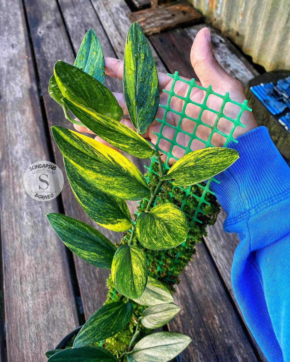 Scindapsus Trubi Gold - Scindapsus Borneo