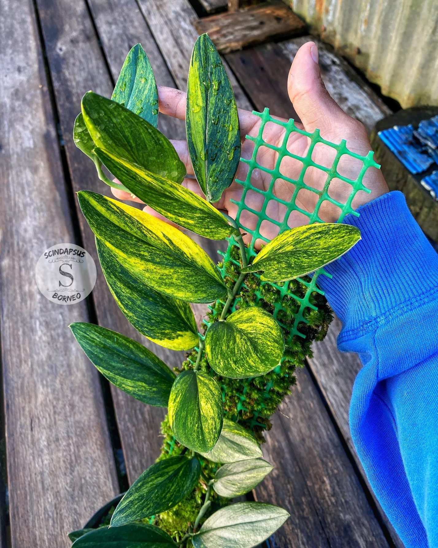 Scindapsus Trubi Gold - Scindapsus Borneo