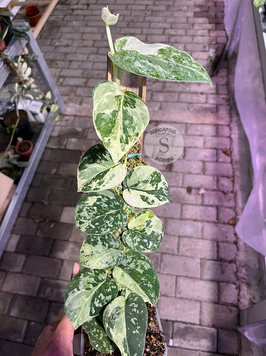 Scindapsus White Crocodile Tricolor - Best Selected