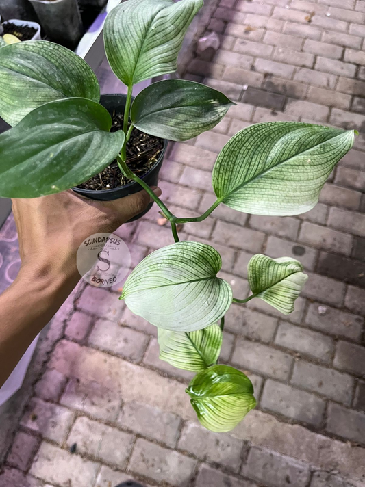 Scindapsus White Monster - Best Selected