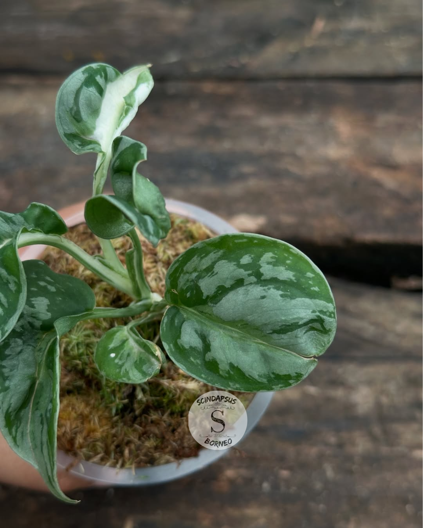 Scindapsus White Spider
