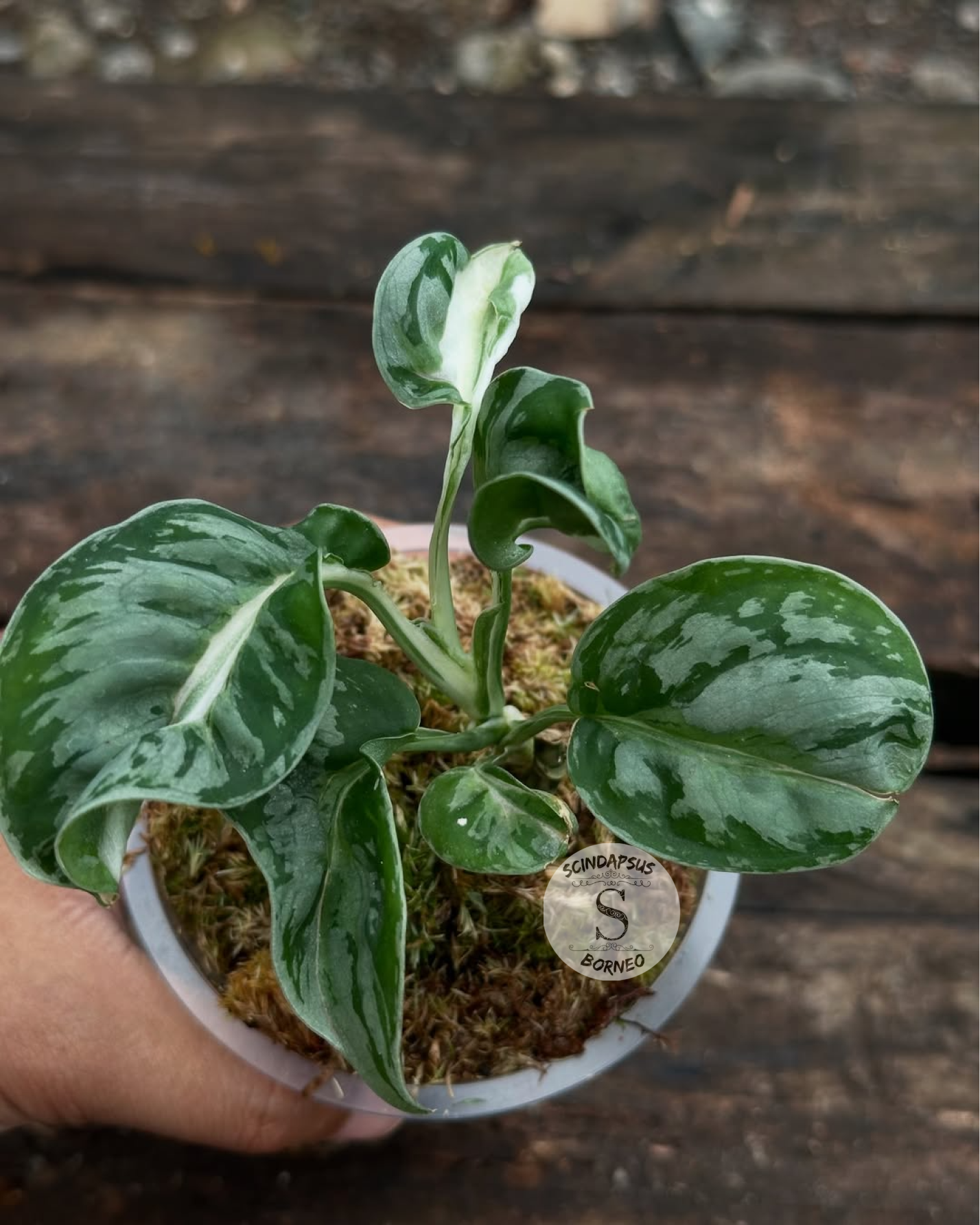 Scindapsus White Spider