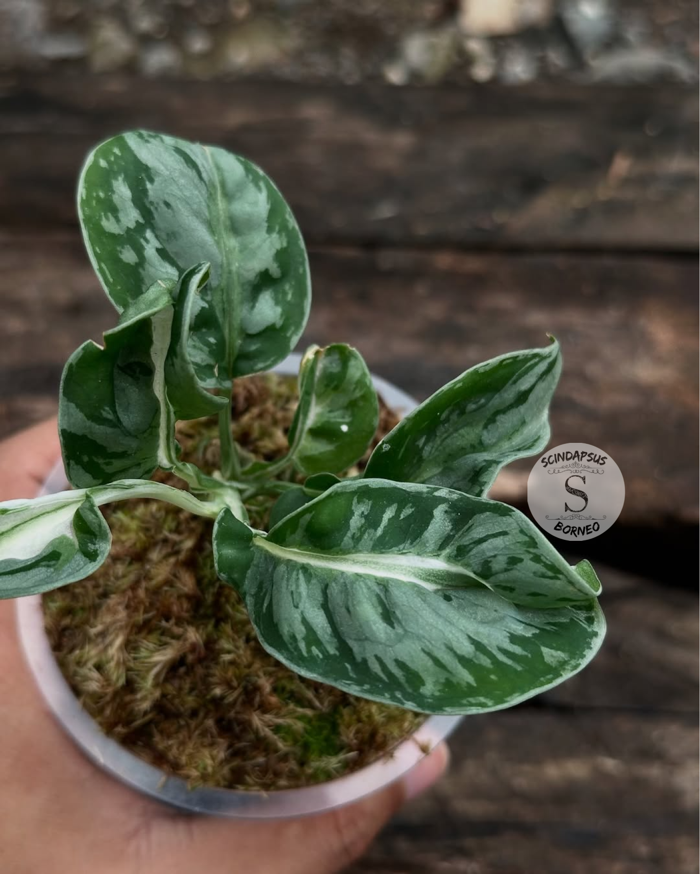 Scindapsus White Spider