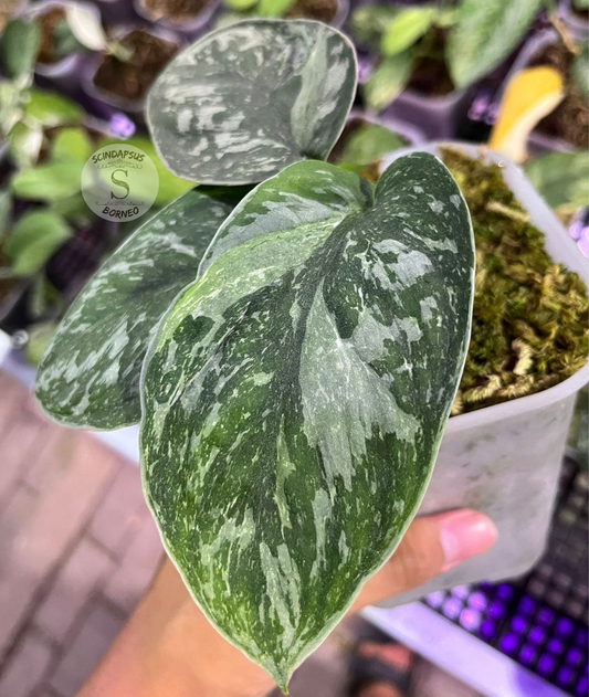 Scindapsus White Spider - Best Selected