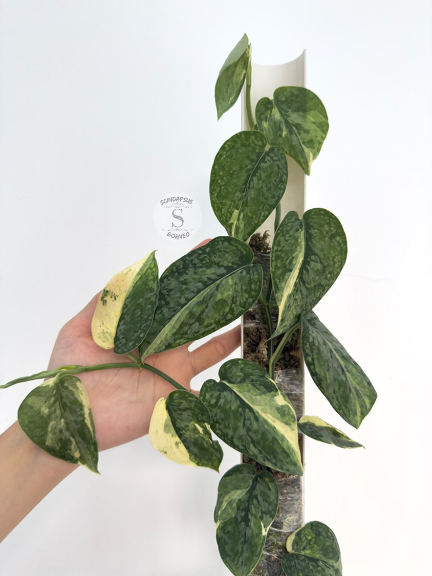 Scindapsus White hologram - Best Selected
