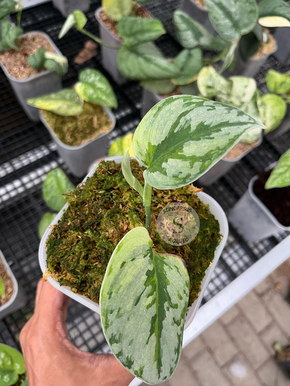Scindapsus Yupa - Package 30x